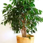 Грижа за Ficus в дома, всички цветове