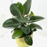 Грижа за Ficus в дома, всички цветове