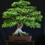 Грижа за Ficus в дома, всички цветове