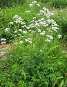 Valeriana officinalis előnyei és hátrányai, tulajdonságok, alkalmazások, fotók