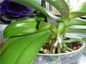 Gondozása a baba orchidea és a transzplantáció, orchideák