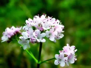 Valeriana officinalis beneficii și a efectelor nocive, proprietăți, aplicații, fotografii