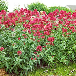 Valeriana officinalis, cel mai mare portal pe învățarea