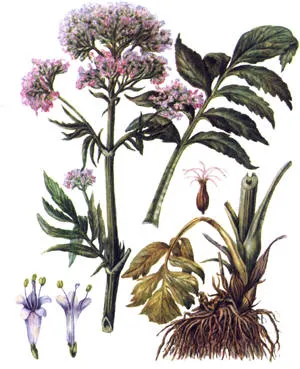 Valeriana officinalis, a legnagyobb portál a tanulási