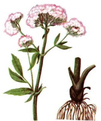 Valeriana officinalis, a legnagyobb portál a tanulási