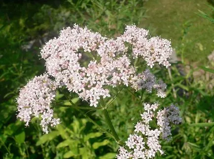 Valerian herb termesztés ellátás gyűjtemény