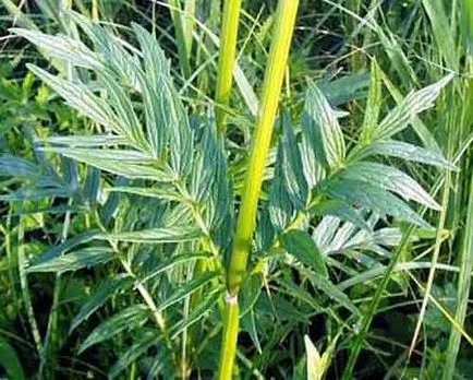 Valeriana officinalis, a legnagyobb portál a tanulási