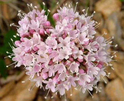 Valeriana officinalis, cel mai mare portal pe învățarea