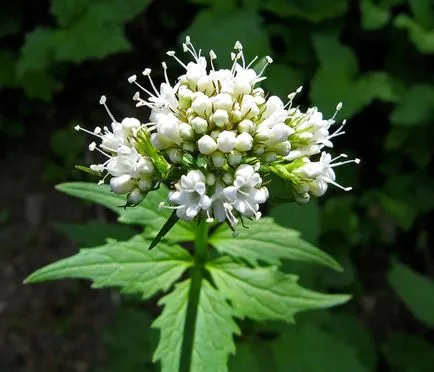 colectare plante medicinale Valerian de îngrijire cultivare