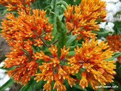 flori perene milkweed