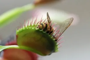 Венерина мухоловка грижи у дома (Dionaea), трансплантация, възпроизвеждане