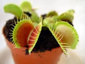 Венерина мухоловка грижи у дома (Dionaea), трансплантация, възпроизвеждане