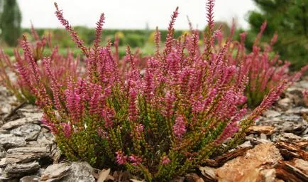 Heather ültetés és gondozás, termesztés, szaporítás, átültetés metszés, fajok, fajták, növényi fotó