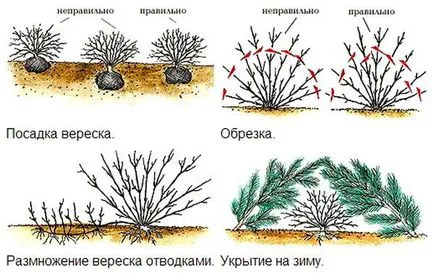 plantare Heather și de îngrijire în câmp deschis, fotografie în design peisagistic