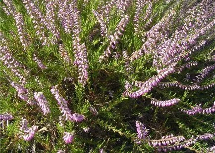 plantare Heather și de îngrijire în câmp deschis, fotografie în design peisagistic