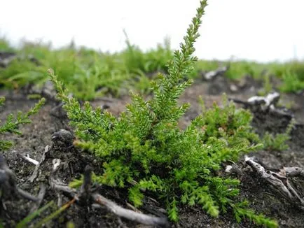 Heather în special de plantare și îngrijire, metode de ameliorare, soiuri de populare cu fotografii