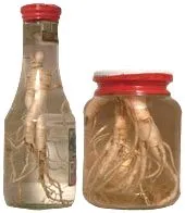 Cultivarea ginseng într-o oală (glastră)