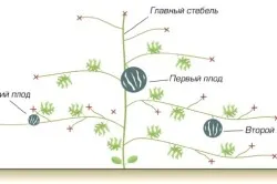 Cultivarea pepene verde în plantarea de seră și îngrijirea