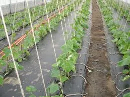 Отглеждане краставица - отглеждане на краставици в оранжерии