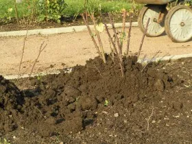 Видове есента и пролетта изрязване на различни видове рози, тайните на опитни градинари, снимки и видео клипове за