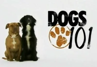 Videó - Kutya A-tól Z-ig - File Catalog - minden a kutyákról