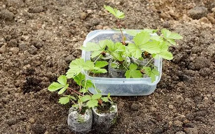 Отглеждане големи Ремонтантна ягоди на семена за сеитба видео и земеделски техники в отворено грижи