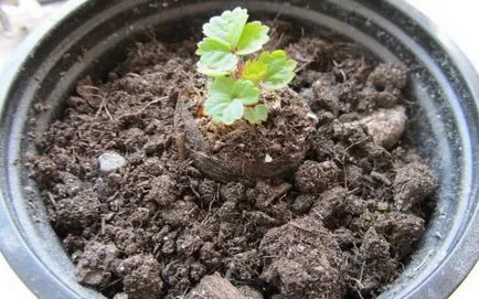 Növekvő nagy többször virágzó eper video vetőmagokat és a mezőgazdasági technikák nyitott ellátás