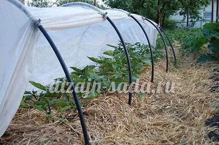 Cultivarea Vinete în Urali