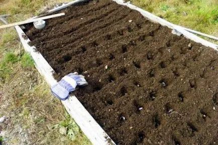 Növekvő fokhagymát magról telepítési szabályok és gondozás, tavasszal és ősszel, az általános ajánlások