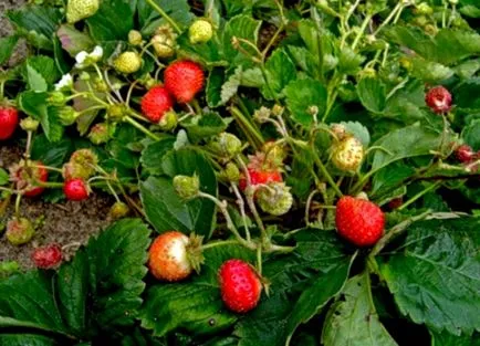 Отглеждане на ягоди Ремонтантна тайни и препоръки