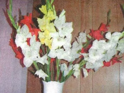 Дегенерация, стареене и кръстосано опрашване на Gladiolus - Градина Сибир