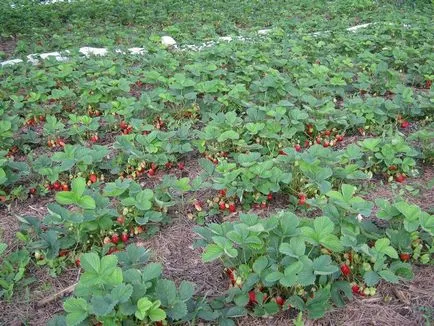 Cultivarea secrete căpșuni remontant și recomandări
