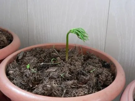 Cultivarea ginseng într-o oală (glastră)