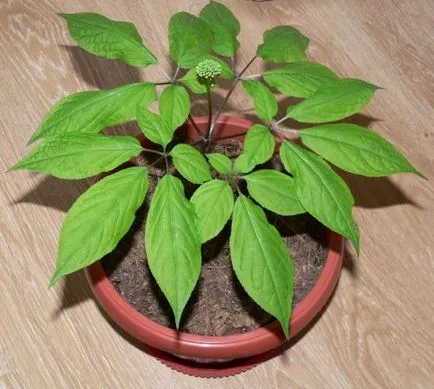 Cultivarea ginseng într-o oală (glastră)