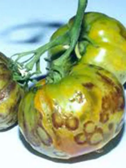 Boli virale de tomate și tratamentul lor, boala de tomate în seră