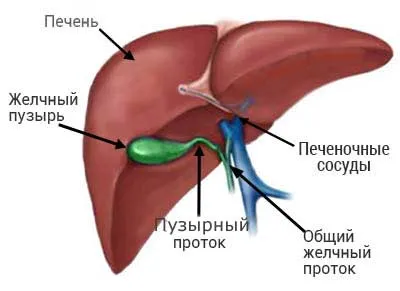 Gyulladás az epehólyag