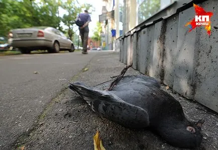 Moszkva masszívan beteg és haldokló galamb - rejtelmeit a Föld bolygó - Hírek