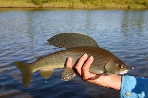 Grayling fényképet hal ívási folyamat, a színe és típusa