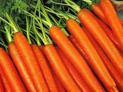 Depozit de morcovi pentru iarna