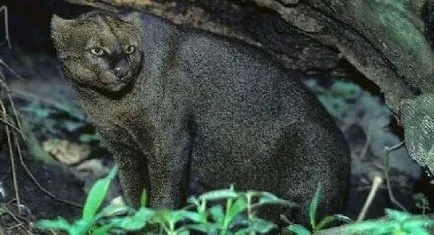 Jaguarundis descriere animal raport mesaj informații Fotografii Video