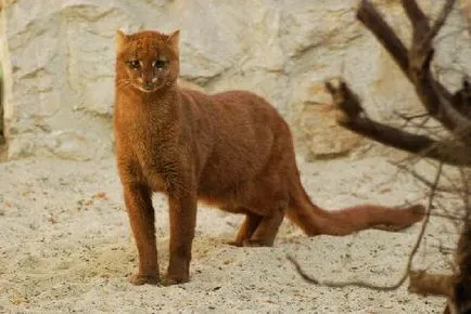 Jaguarundi állat leírása az információs üzenetet Fotók Videók