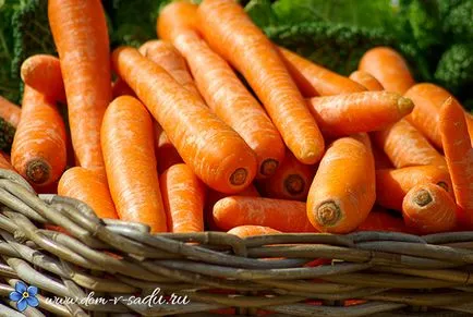 Depozit de morcovi pentru iarna