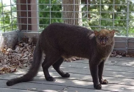 Jaguarundi - prima pisica imblanziti de indieni, umkra