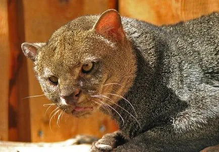 Jaguarundi - prima pisica imblanziti de indieni, umkra