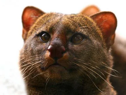 Jaguarundi - prima pisica imblanziti de indieni, umkra