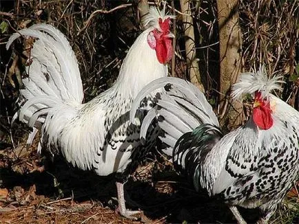 Tarajos Appenzeller fajta csirkék - leírása, képek és videó