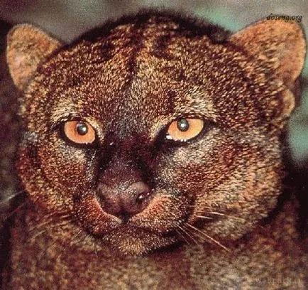 Jaguarundis descriere animal raport mesaj informații Fotografii Video