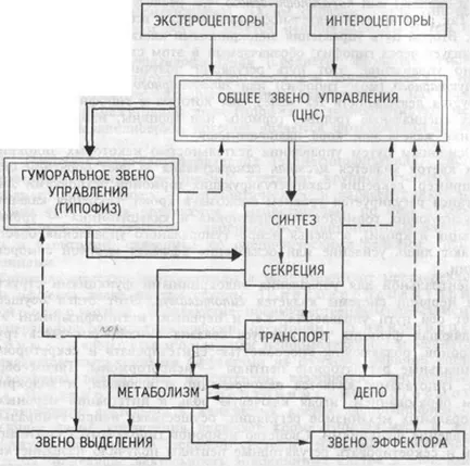 Feature свързва регулиране хормоналната система