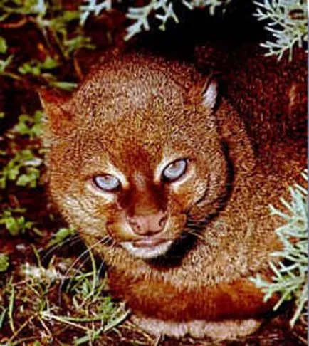 Jaguarundi - prima pisica imblanziti de indieni, umkra