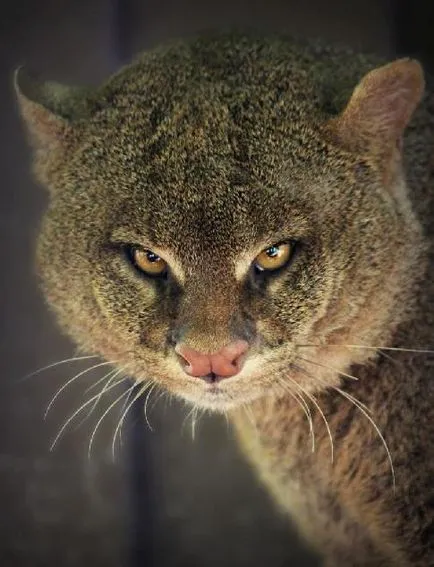 Jaguarundis descriere animal raport mesaj informații Fotografii Video